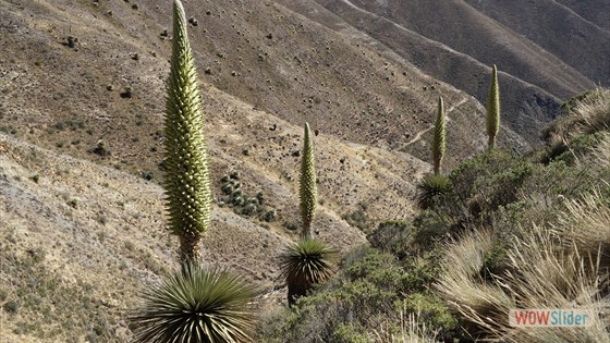 Puya raimondii - KÃ¶nigin der Anden