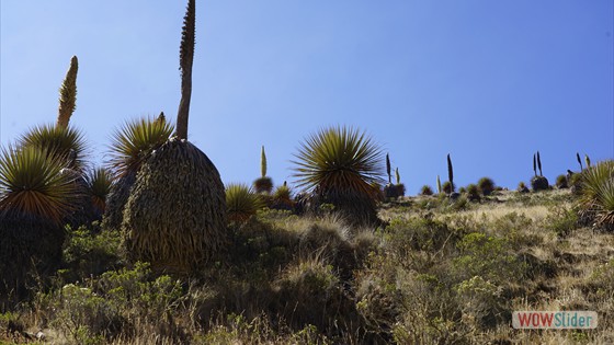 Riesenbromelien