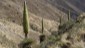 Puya raimondii - KÃ¶nigin der Anden